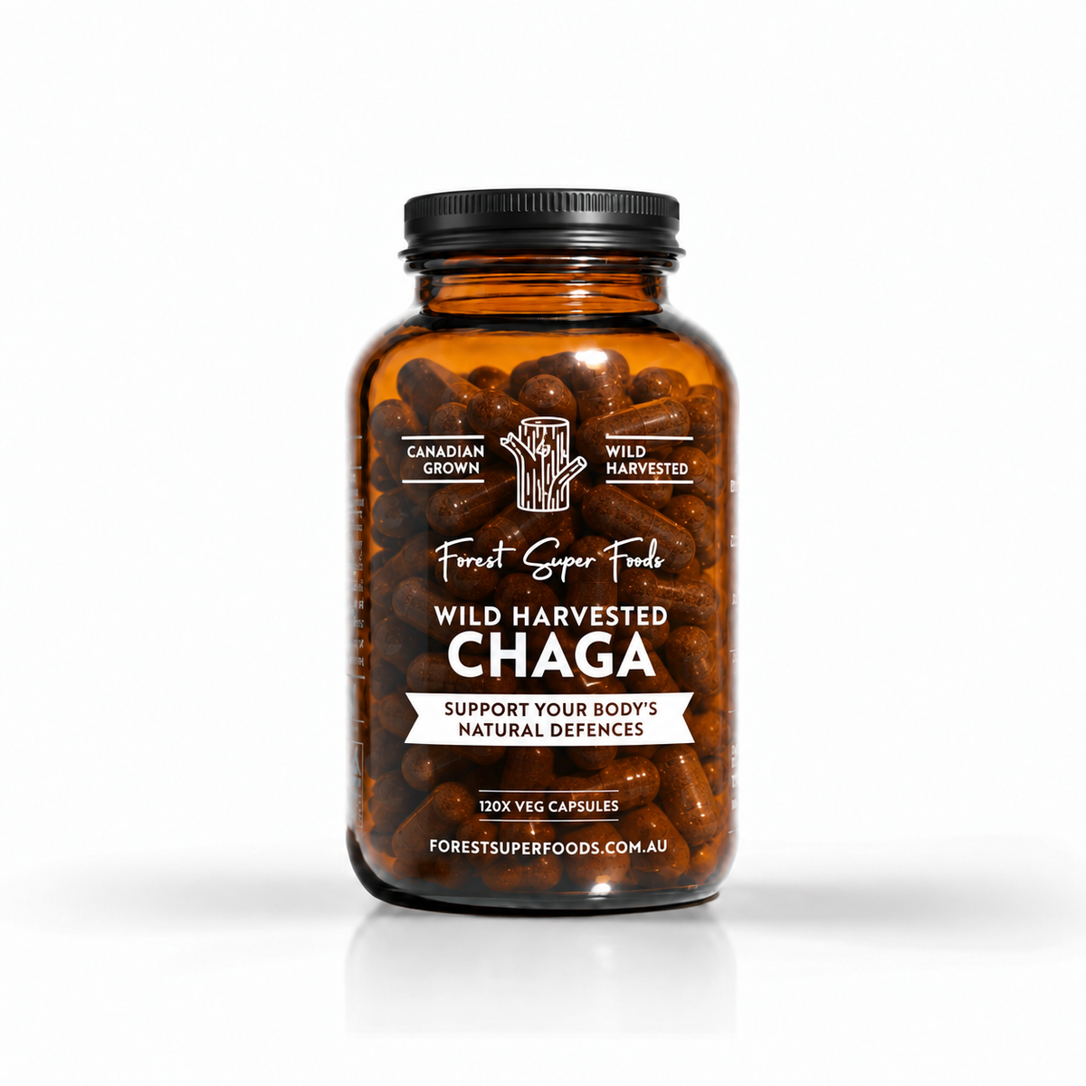 Wild Chaga Mushroom (Canada)